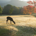 奈良公園の朝